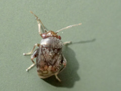 Coridromius