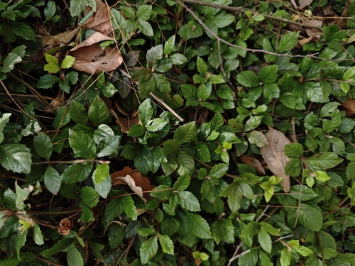 Ardisia pusilla iNat (2)