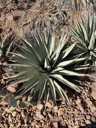 Agave gracilipes