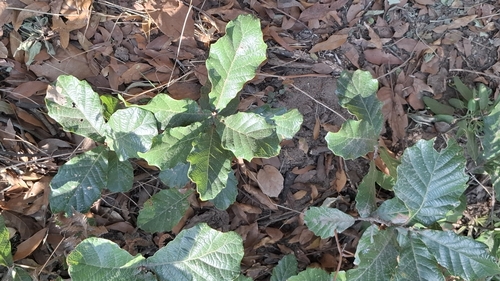 Quercus repanda