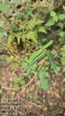 (c) 黃其君, some rights reserved (CC BY) Cryptolepis sinensis, photograph (c) 黃其君, some rights reserved (CC BY)