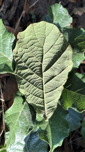 Quercus repanda
