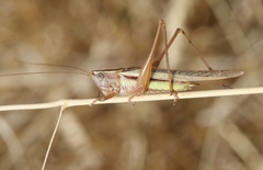 Conocephalus albescens