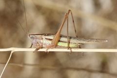 Conocephalus albescens