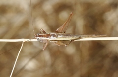 Conocephalus albescens