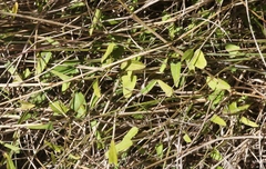 Convolvulus waitaha