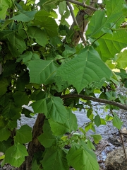 Platanus occidentalis