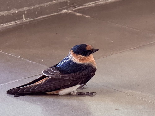 Cave Swallow