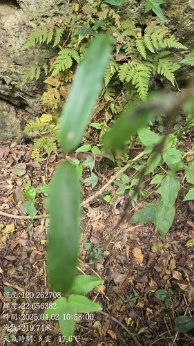 Cryptolepis sinensis, photograph 6