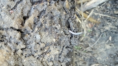 Aporrectodea caliginosa