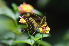 Papilio phorcas ansorgei