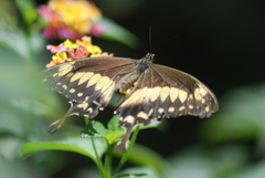 Papilio phorcas ansorgei