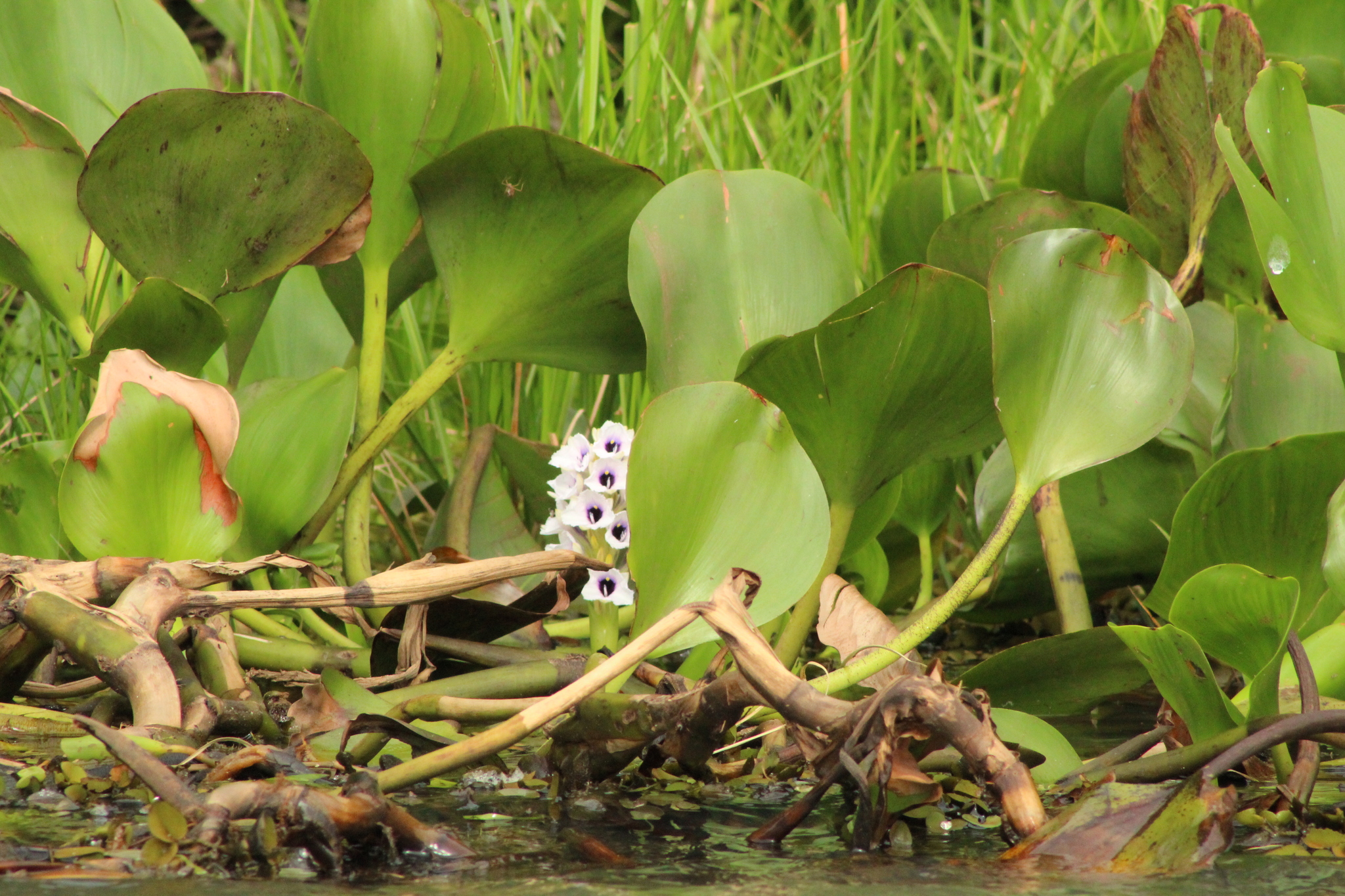 Pontederia azurea