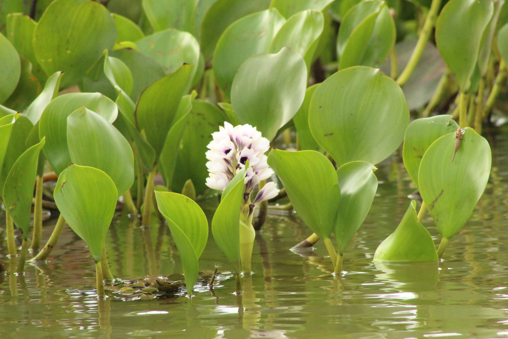 Pontederia azurea