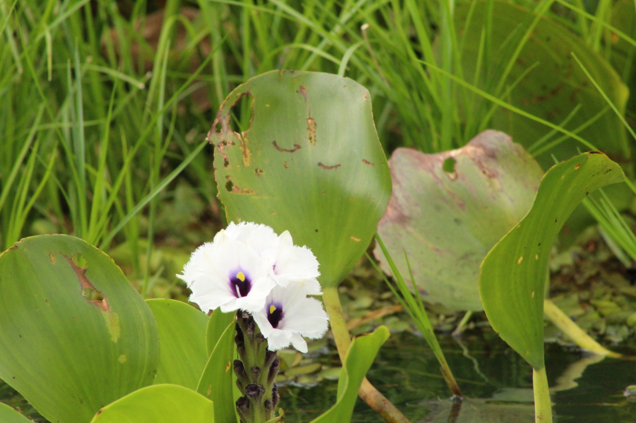 Pontederia azurea