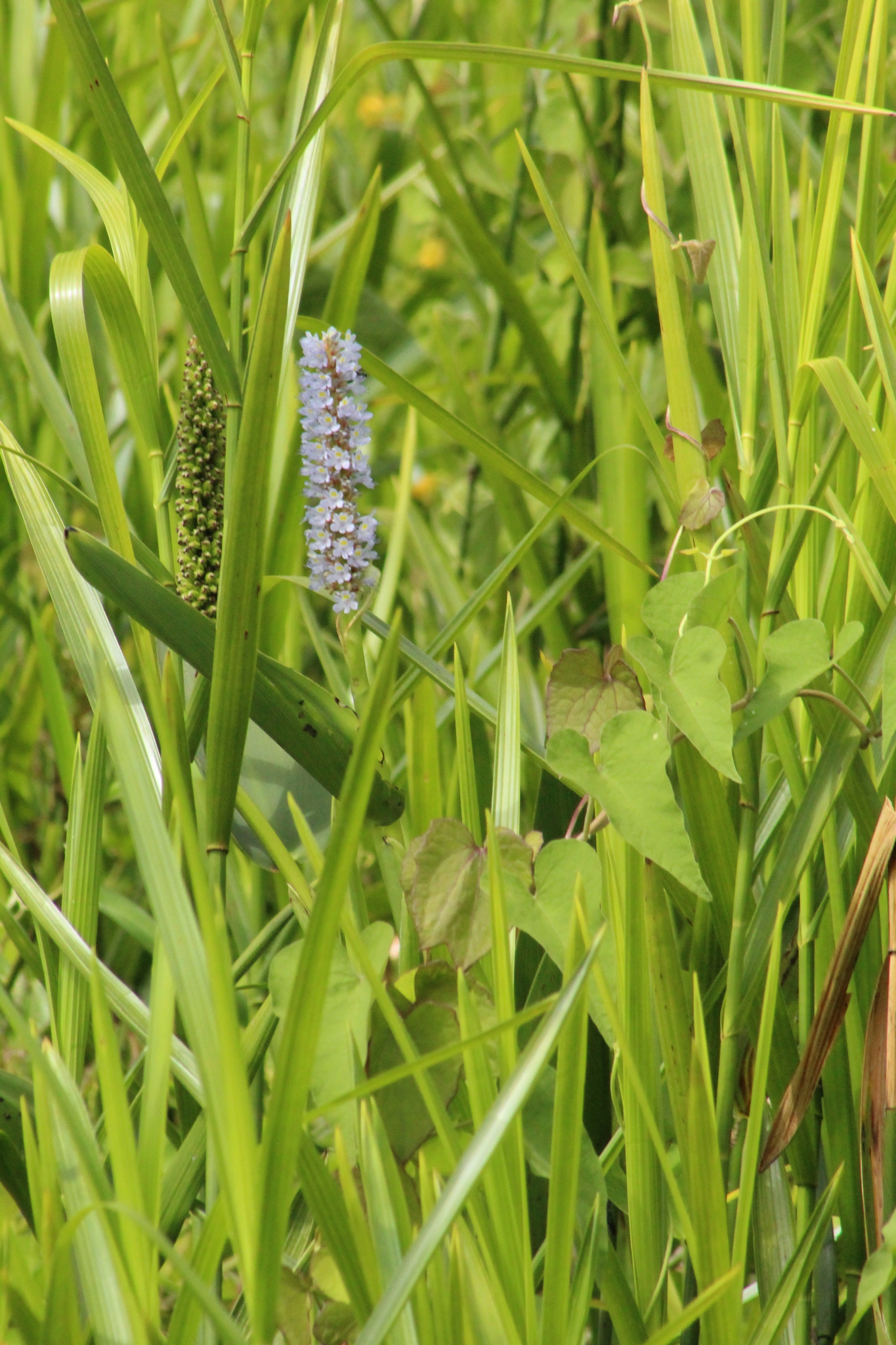 Pontederia cordata