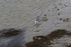 Chroicocephalus ridibundus