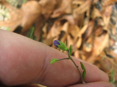 Trichostema setaceum