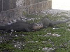 Iguana delicatissima
