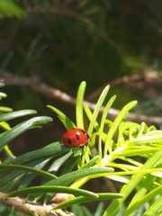 Coccinella monticola