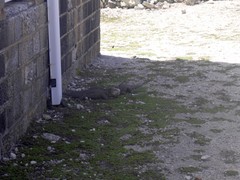 Iguana delicatissima