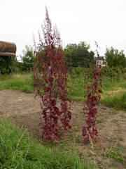 Atriplex hortensis