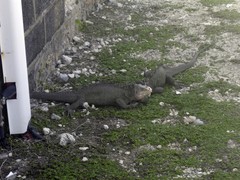 Iguana delicatissima