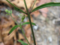 Trichostema setaceum