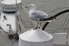 Larus argentatus