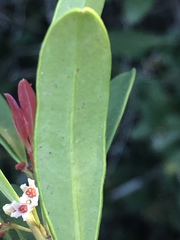 Cassine parvifolia