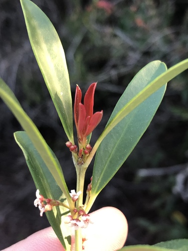 Mountain saffron (Cassine parvifolia)