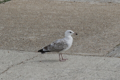 Larus argentatus