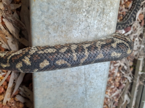 Inland Carpet Python sighting