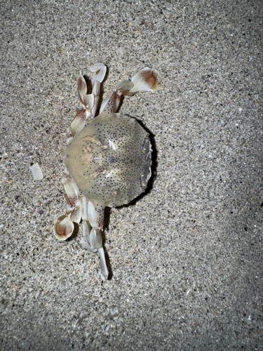 Common Moon Crab (Matuta victor)