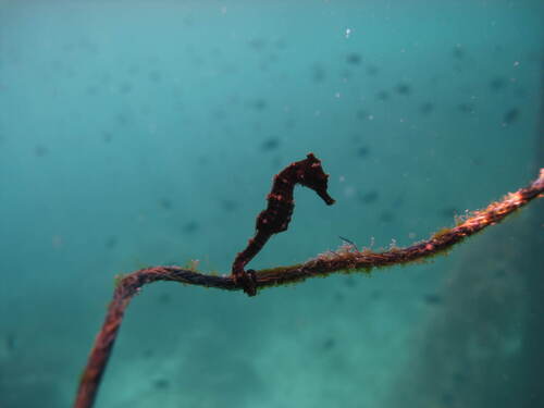 Common Seahorse — seen at this dive site