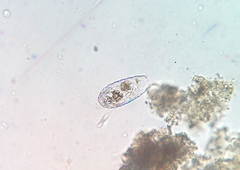 Euglypha