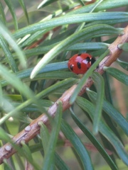 Coccinella monticola