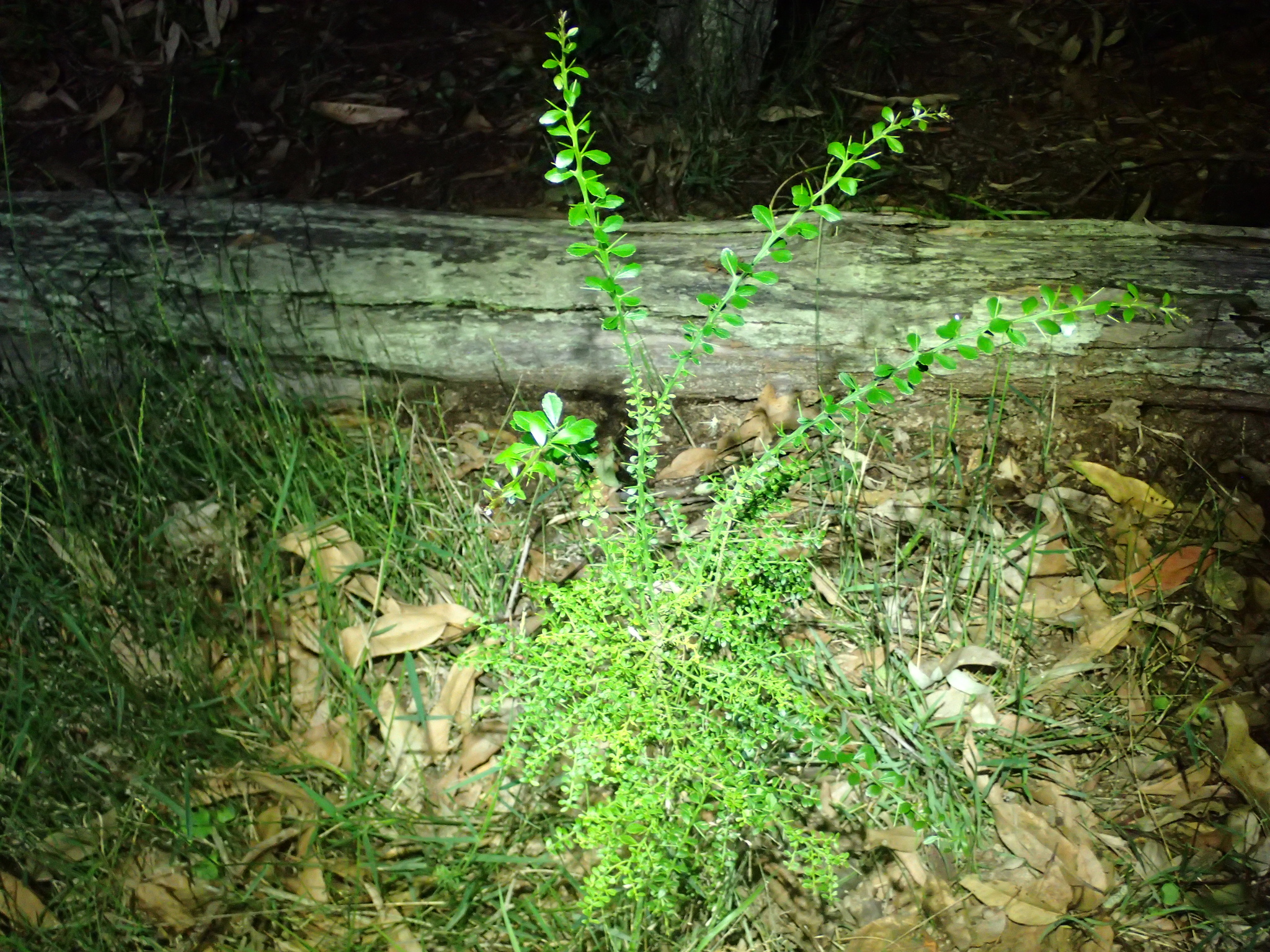 Imagem de Finger lime