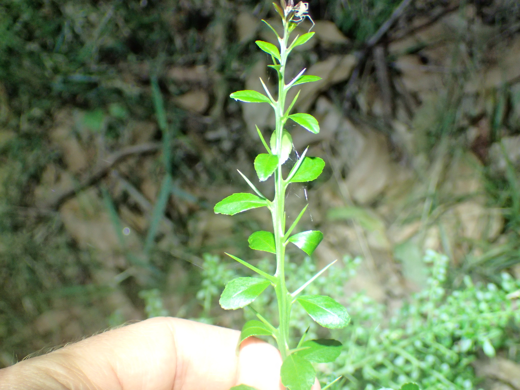 Imagem de Finger lime