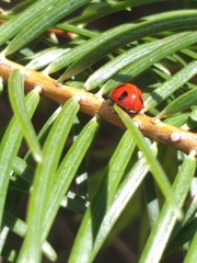 Coccinella monticola