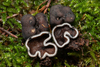 Genea sp. 'PNW32' - Photo (c) heatherdawson, some rights reserved (CC BY-NC), uploaded by heatherdawson