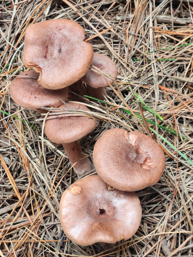 Lactarius rufus · March 2025 · photo: © caroline1426 (iNaturalist, CC)