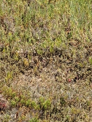 Chloropyron maritimum maritimum