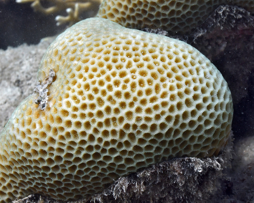 Goniastrea retiformis observed 2024-05-18