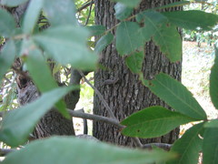 Sceloporus undulatus