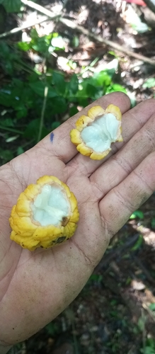 Annona sylvatica