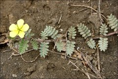 Tribulus cistoides