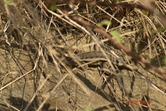 Sceloporus albiventris