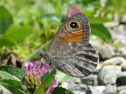 Large Wall Brown