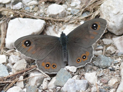 Large Wall Brown